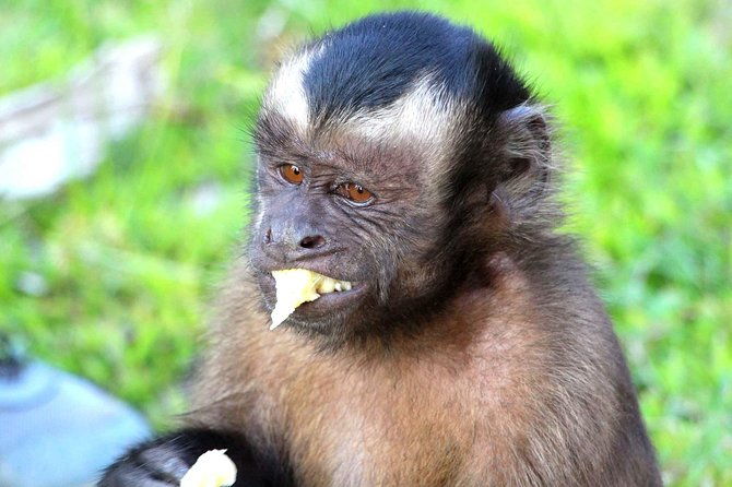 4-days-amazon-jungle-tour-with-pink-dolphin-watch-from-iquitos