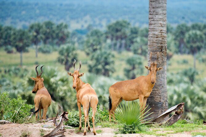 4 Days and 3 Nights Safaris in Murchison Falls National Park Tour - FAQ
