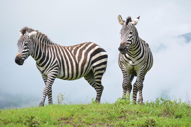 4 days Authentic honeymoon safari Serengeti and ngongoro crater - Discovering the Serengeti and Ngorongoro: The Heart of Tanzanian Wildlife