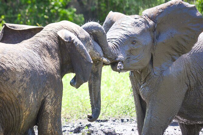 4 days Authentic honeymoon safari Serengeti and ngongoro crater - Final Thoughts: Is This Safari Right for You?