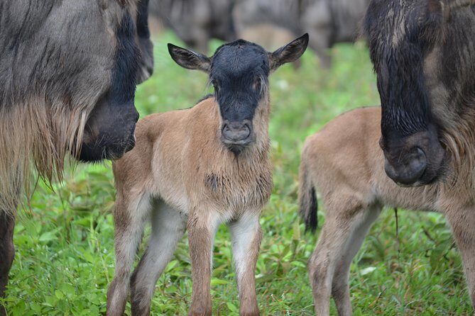 4 days Authentic honeymoon safari Serengeti and ngongoro crater - FAQs