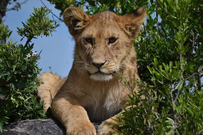 4 days Awesome Luxury safari Tarangire Serengeti & Ngorongoro - Final Thoughts