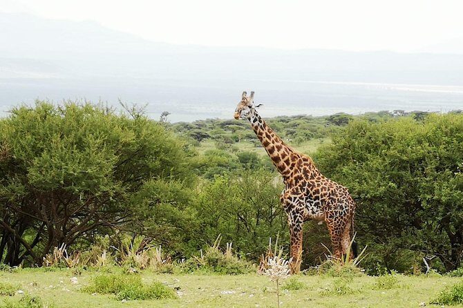 4 days Awesome Luxury safari Tarangire Serengeti & Ngorongoro - The Sum Up