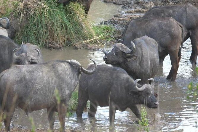 4 days Best experience Kilimanjaro Hike, Serengeti &Ngorongoro - Key Points