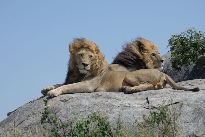 4 days Best experience Kilimanjaro Hike, Serengeti &Ngorongoro - The Big Day: Ngorongoro Crater Descent