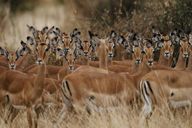 4 days Best experience Kilimanjaro Hike, Serengeti &Ngorongoro - Overall Value and Experience