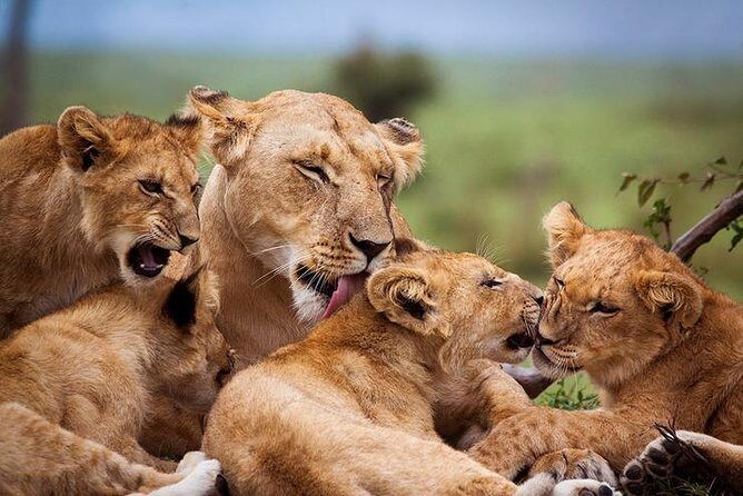 4 days Best experience Kilimanjaro Hike, Serengeti &Ngorongoro - Practical Tips