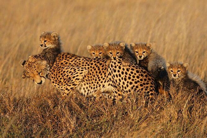 4 days Best experience Kilimanjaro Hike, Serengeti &Ngorongoro - The Sum Up