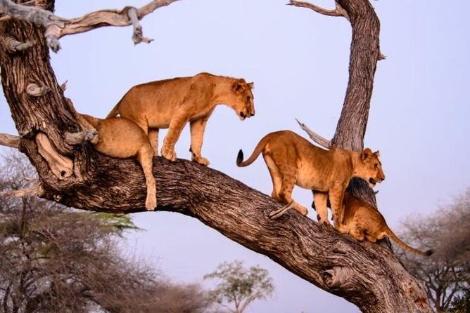 4 days Best experience Kilimanjaro Hike, Serengeti &Ngorongoro - FAQ
