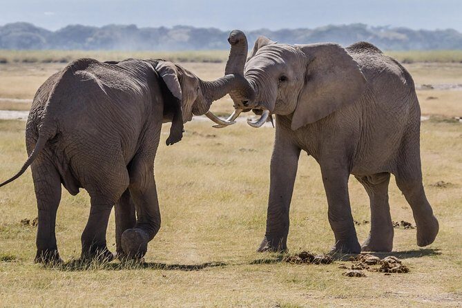 4-Days Best Wildlife Safari: Amboseli, Tsavo West & Tsavo East Private Safari - Who Is This Tour Best For?
