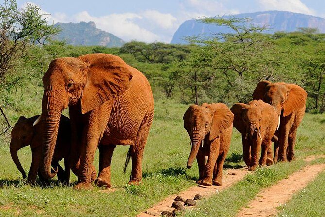 4-Days Best Wildlife Safari: Amboseli, Tsavo West & Tsavo East Private Safari - The Sum Up