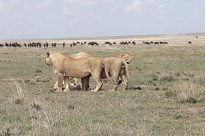 4: days Big five safari - Final Thoughts
