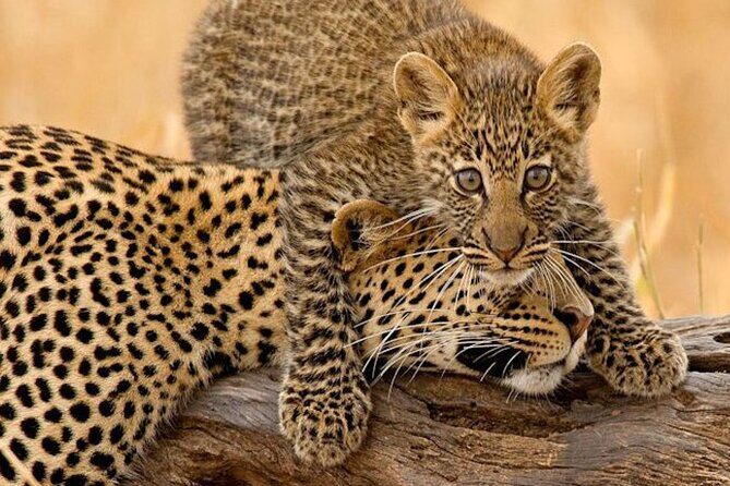 4 Days Budget Camp Safari Serengeti, Ngorongoro Crater and Tarangire Park - Key Points