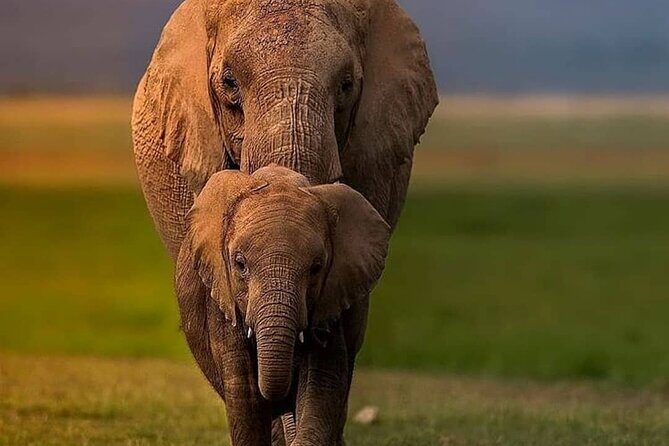 4-Days Bush to Bush Authentic Budget Safari - Why This Safari Could Be Your Best Choice