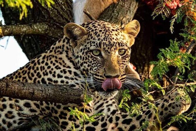 4-Days Bush to Bush Authentic Budget Safari - Final thoughts: Is this safari right for you?