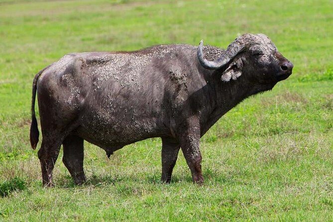 4 Days Experience big five in Tarangire, Serengeti & Ngorongoro Safari - Practical Tips & Considerations