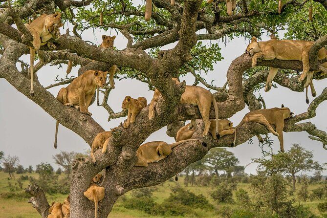 4 Days Experience big five in Tarangire, Serengeti & Ngorongoro Safari - FAQ