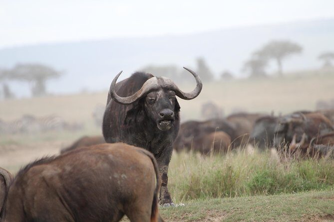 4 Days Game drives Safari Tarangire, Serengeti and Ngorongoro Crater - Who Would Love This Safari?