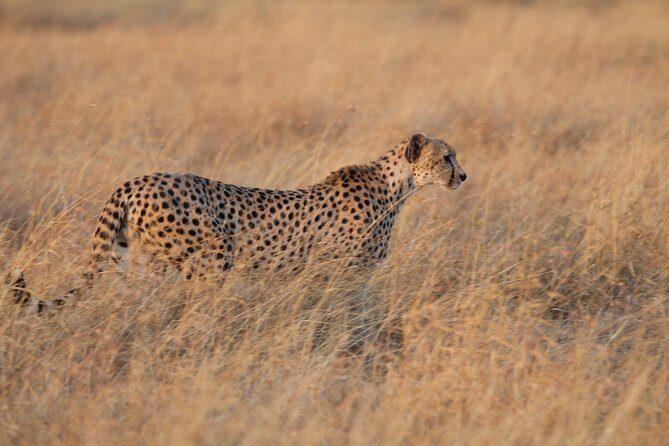 4 Days Game drives Safari Tarangire, Serengeti and Ngorongoro Crater - Frequently Asked Questions