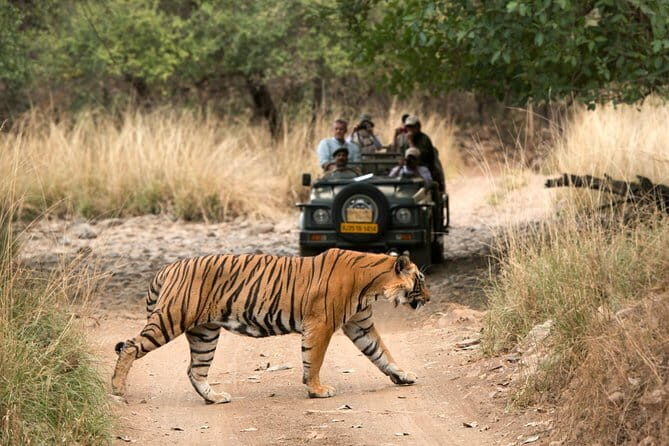 4 Days Golden Triangle Tour with Ranthambore Tiger Safari - A Detailed Look at the Tour Experience