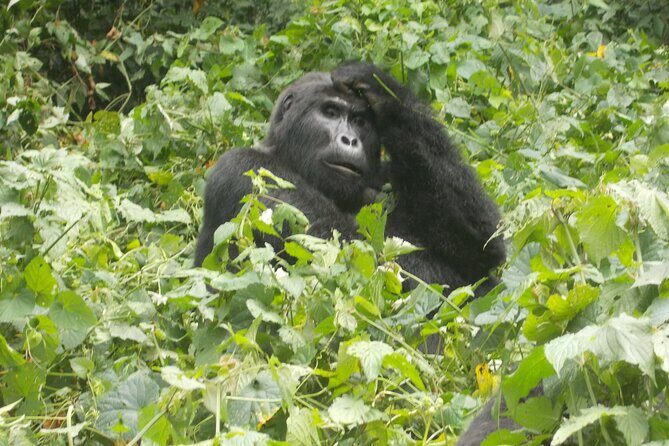 4 Days Gorilla and Chimps trek safari - The Sum Up