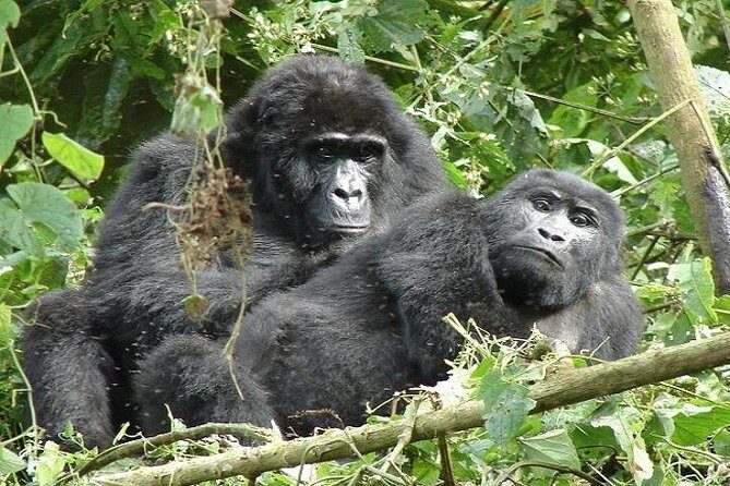 4 Days Gorilla experience Uganda - An In-Depth Look at the 4-Day Gorilla Tour in Uganda