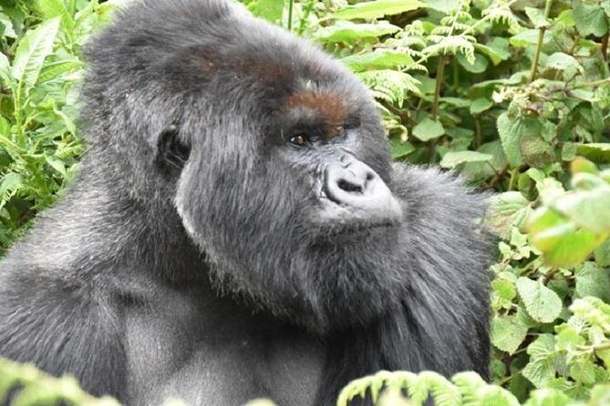 4 Days Gorilla experience Uganda - Final Thoughts: Is This Tour Right for You?
