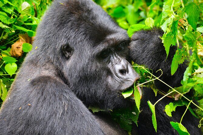 4 Days Gorilla tracking Tour in Uganda - An Honest Breakdown of the Itinerary  