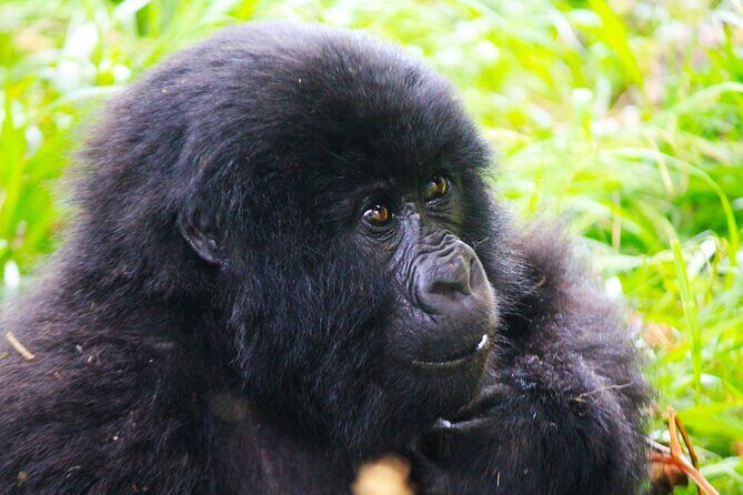 4 Days Gorilla tracking Tour in Uganda - FAQ  