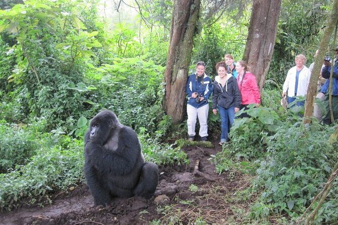 4 Days Gorilla Trekking, Lake Bunyonyi and Rwanda National Parks - Touring in Detail: What to Expect Each Day