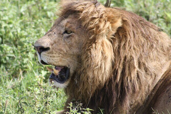 4 Days Group Camping Safari - Authentic Camping Experience