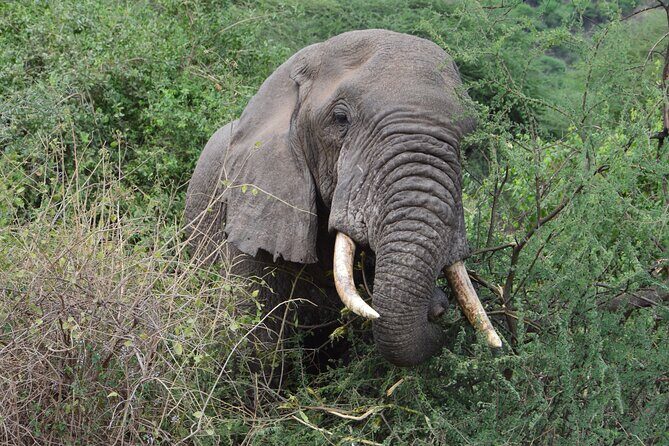 4 Days Group Camping Safari - Who Is This Safari Best For?