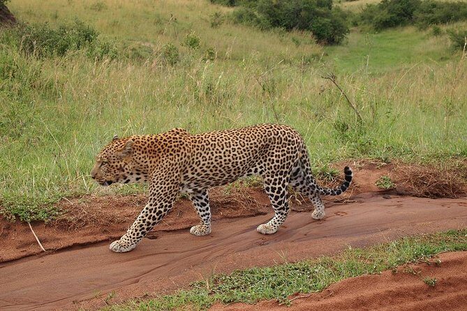 4 days group joining budget safari to Maasai Mara only - An In-Depth Look at the Safari Itinerary