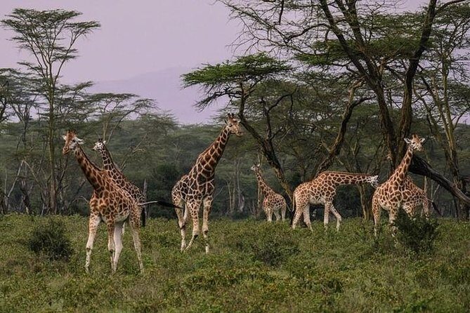 4 days group joining budget safari to Maasai Mara only - FAQs: Your Practical Safari Questions Answered