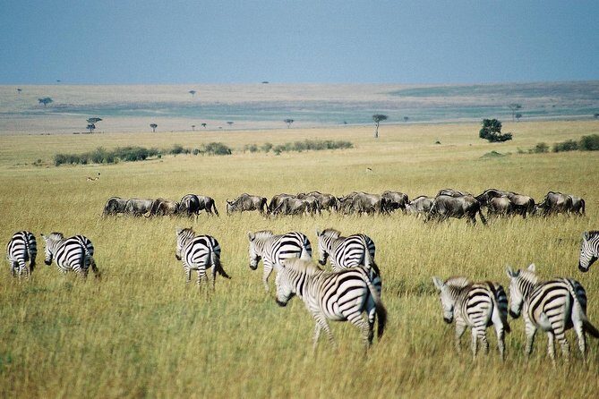 4 Days Group Joining Budget Safari To Masai Mara And Lake Nakuru National Park - Practical Aspects and What Travelers Should Know