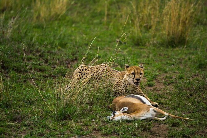 4 Days Group Joining Camping Safari to Tarangire Serengeti Ngorongoro Crater - The Sum Up