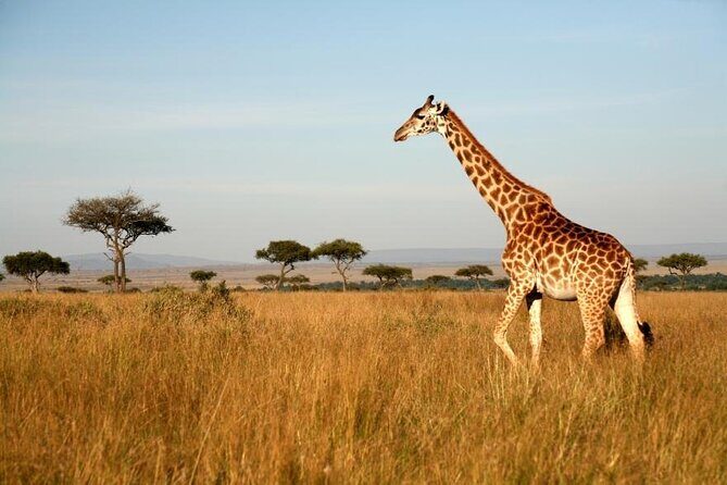 4 Days Group Joining Camping Tanzania safari - An In-Depth Look at the 4-Day Safari Itinerary