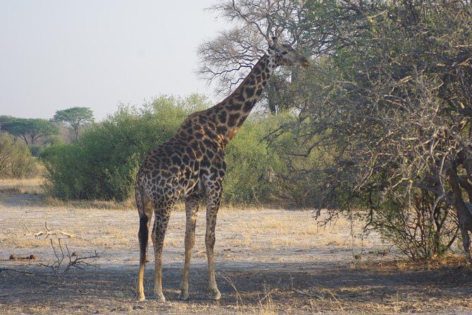 4 days Hwange Safari Game drive Staying at Iganyane Tented camp - Introduction