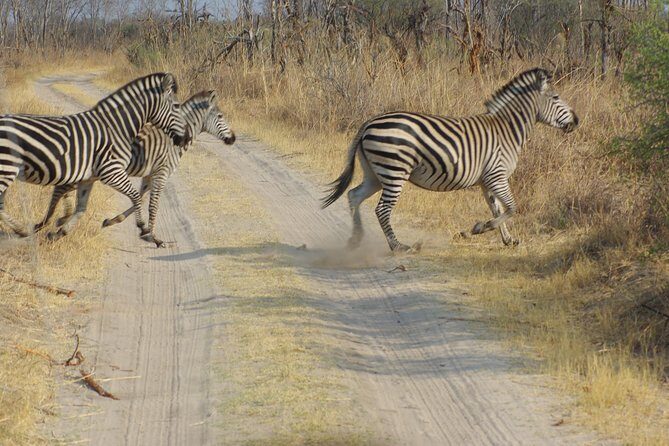4 days Hwange Safari Game drive Staying at Iganyane Tented camp - Key Points