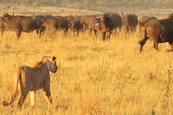 4 days Hwange Safari Game drive Staying at Iganyane Tented camp - Practical Considerations