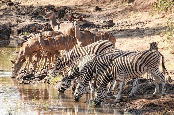 4 days Hwange Safari Game drive Staying at Iganyane Tented camp - Final Thoughts