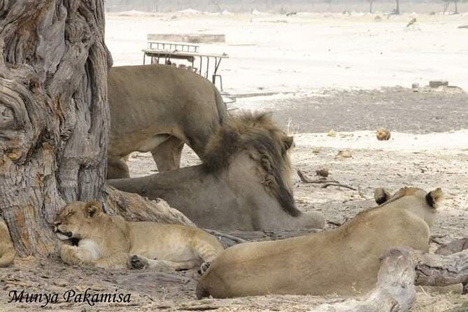 4 days Hwange Safari Game drive Staying at Iganyane Tented camp - The Sum Up