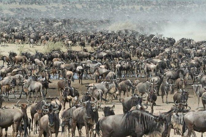 4 days Join Group safari in Serengeti, Ngorongoro and Lake Manyara National Park - Who Would Enjoy This Tour?