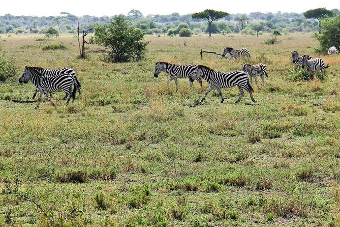 4 Days Join Group tour Tarangire Serengeti and Ngorongoro crater - A Closer Look at the Itinerary