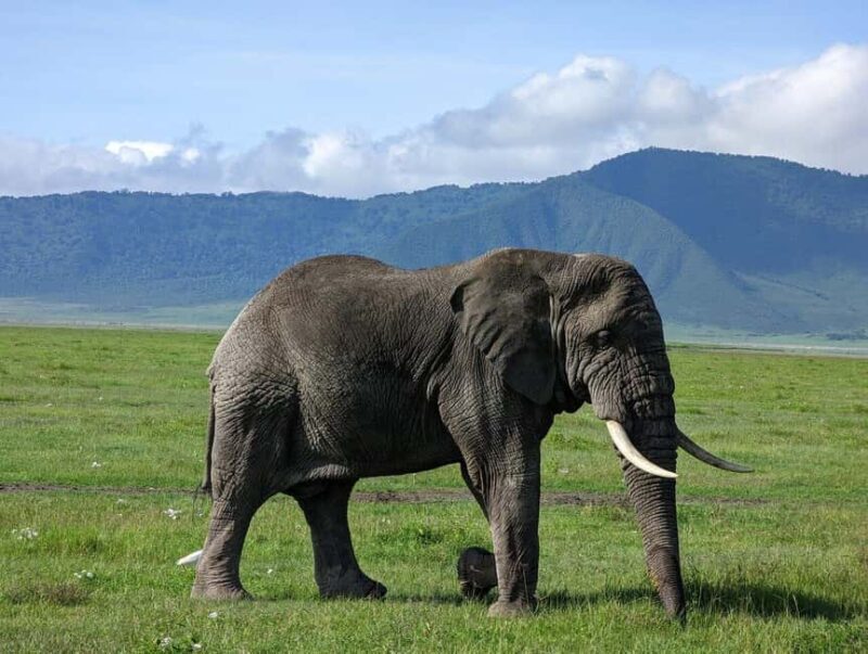 4 Days Join-In Safari: Big Five & Great Plains - Key Points