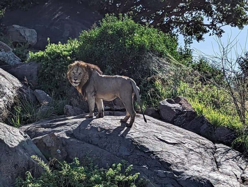 4 Days Join-In Safari: Big Five & Great Plains - Final Thoughts: Is This Safari Right for You?