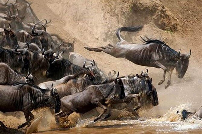 4 Days Joined Group Safari Serengeti,Ngorongoro and Tarangire National Parks - An In-Depth Look at the 4-Day Safari Experience