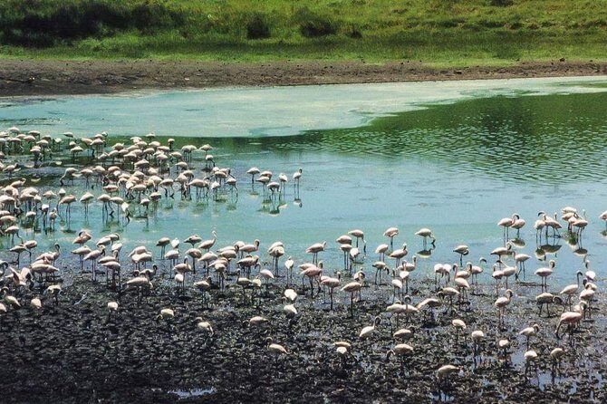 4 Days Joined Group Safari Serengeti,Ngorongoro and Tarangire National Parks - Practical Considerations and Tips