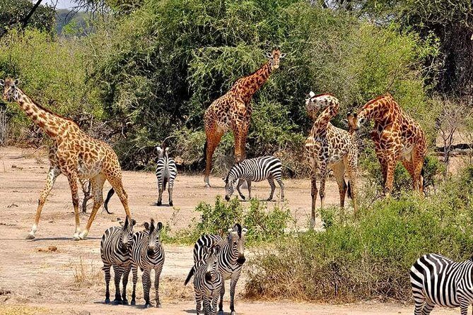 4 Days Joined Group Safari Serengeti,Ngorongoro and Tarangire National Parks - Who Is This Tour Best For?