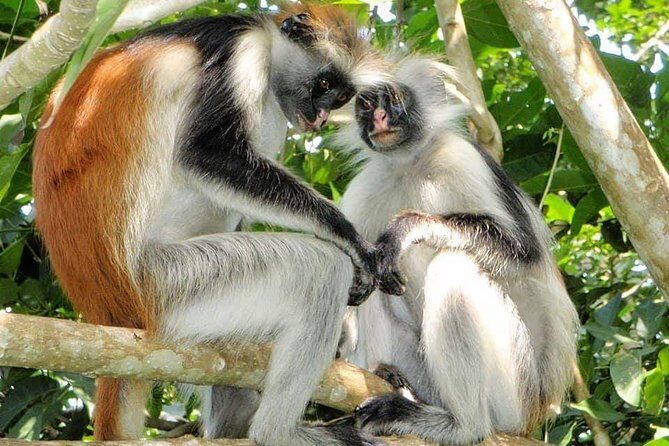 4 Days Joined Group Safari Serengeti,Ngorongoro and Tarangire National Parks - Frequently Asked Questions